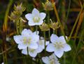 Parnassia palustris